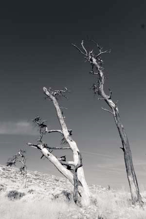 IOIMG_8735_1
