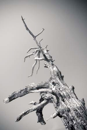 IOIMG_8750_1