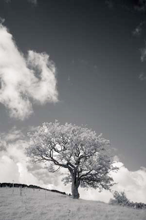IOIMG_9307_1
