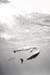 a19 s102247a